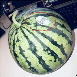 宣威网红吃瓜,吃瓜大作战幕后揭秘！